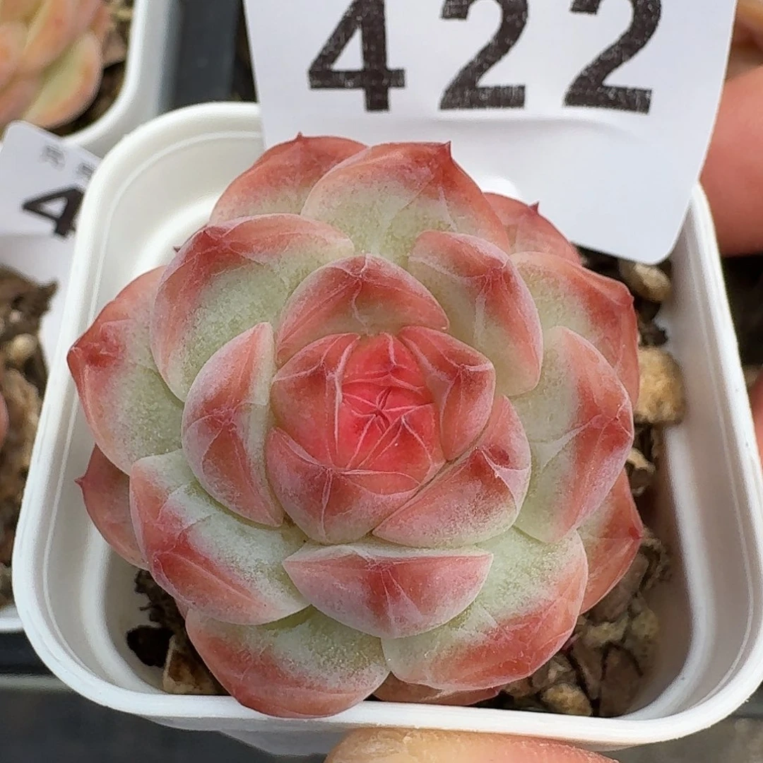 暮光之城            精美多肉植物