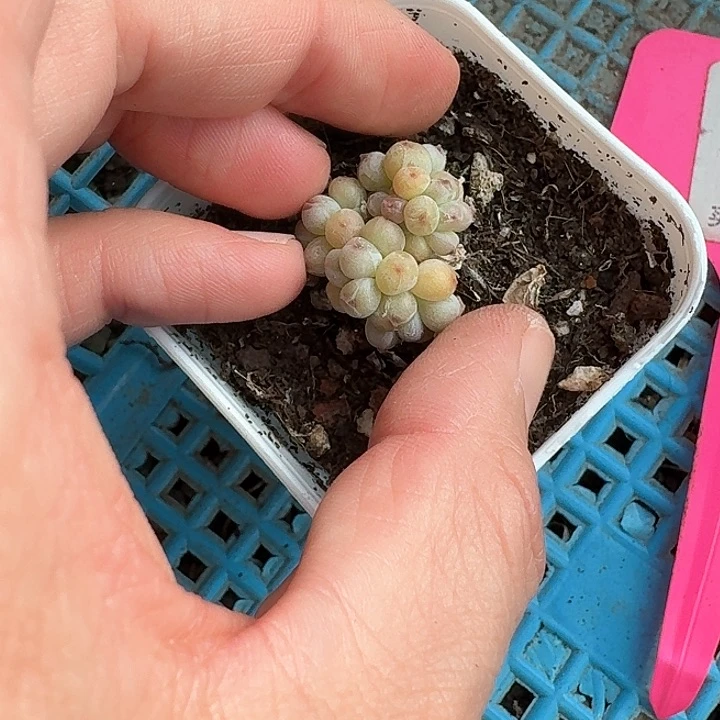 骑****女 h f sh ju g 153