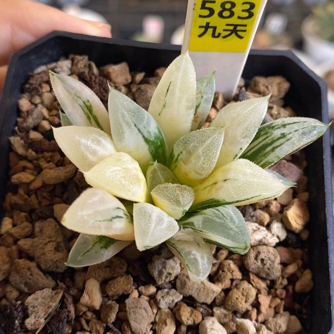 583号爱心寿锦多肉植物