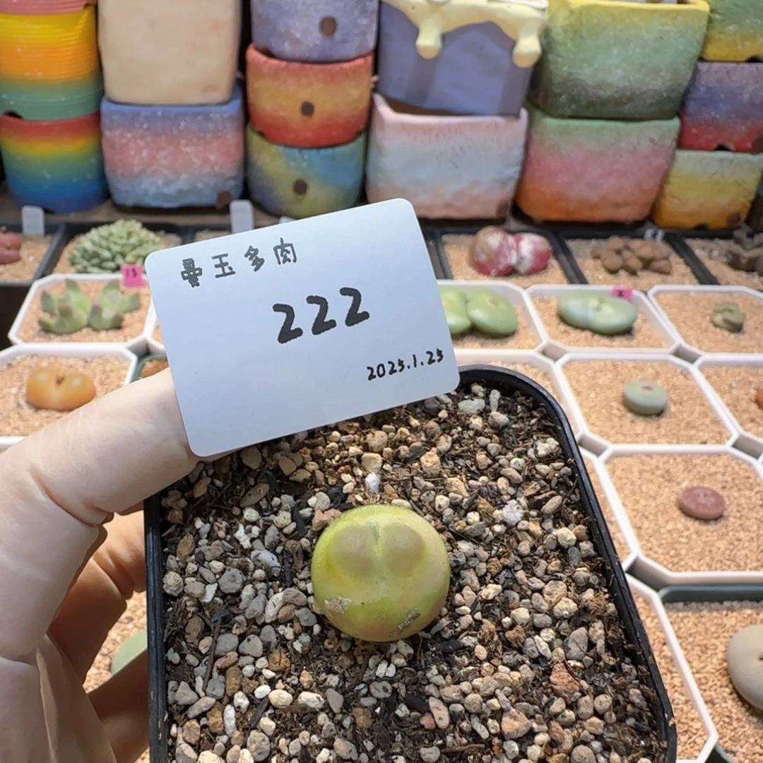 李**～多肉多肉多肉1.25-222