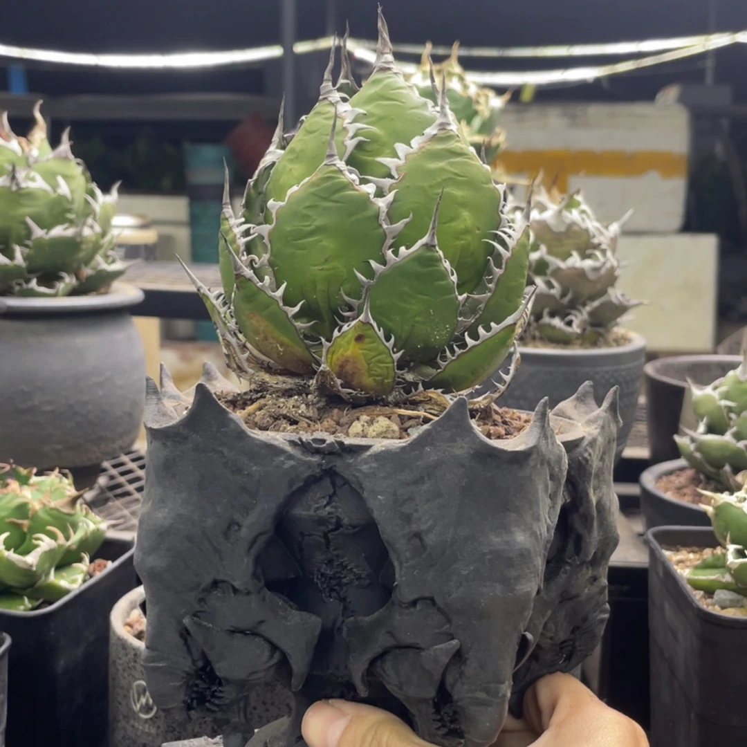 是***啊不带盆强密刺霍利达默认瑕疵