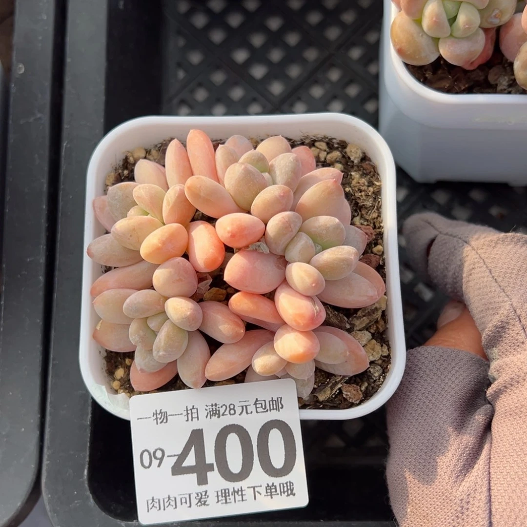 香玉多肉多肉多肉多肉