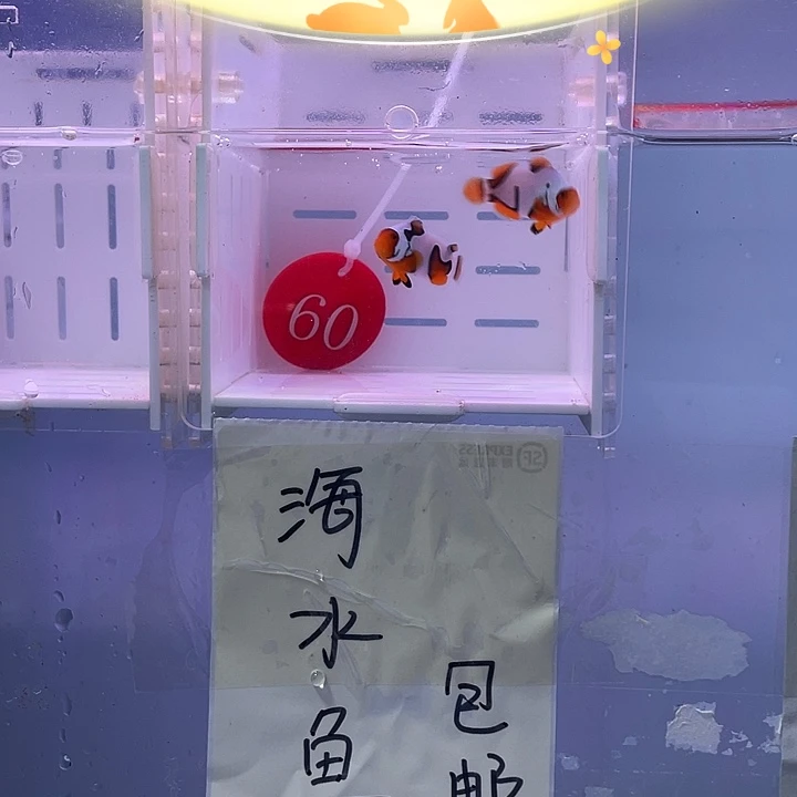 海水鱼精品毕加索
