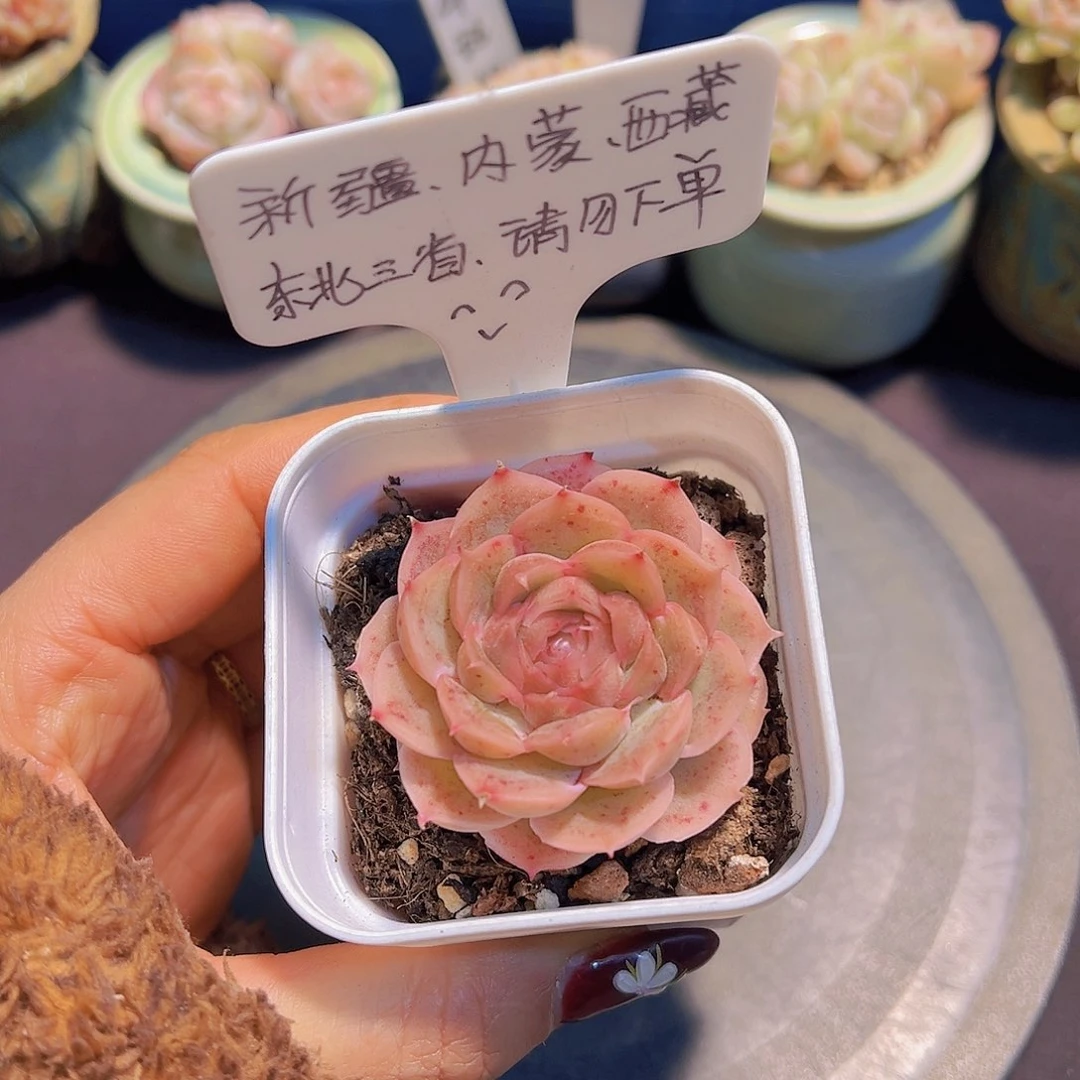 玫瑰水晶虾饺，带盆发货，