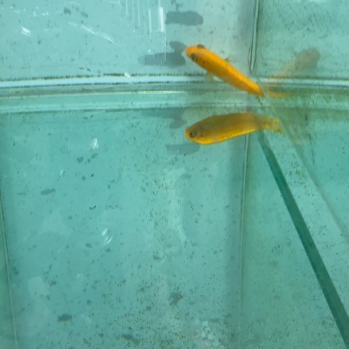 霓虹灯鱼松比西母鱼481