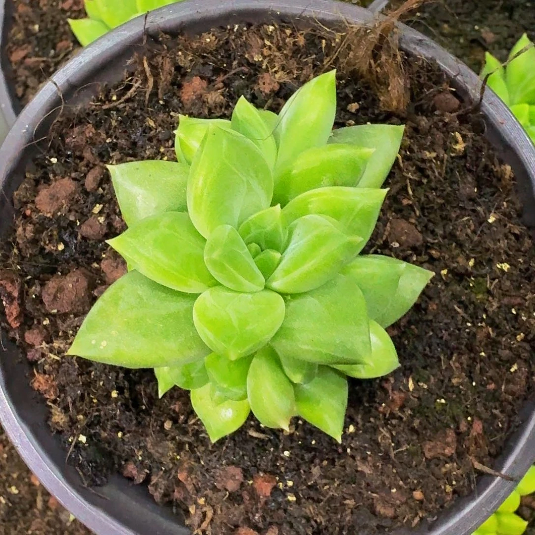 千手 5头  一物一拍