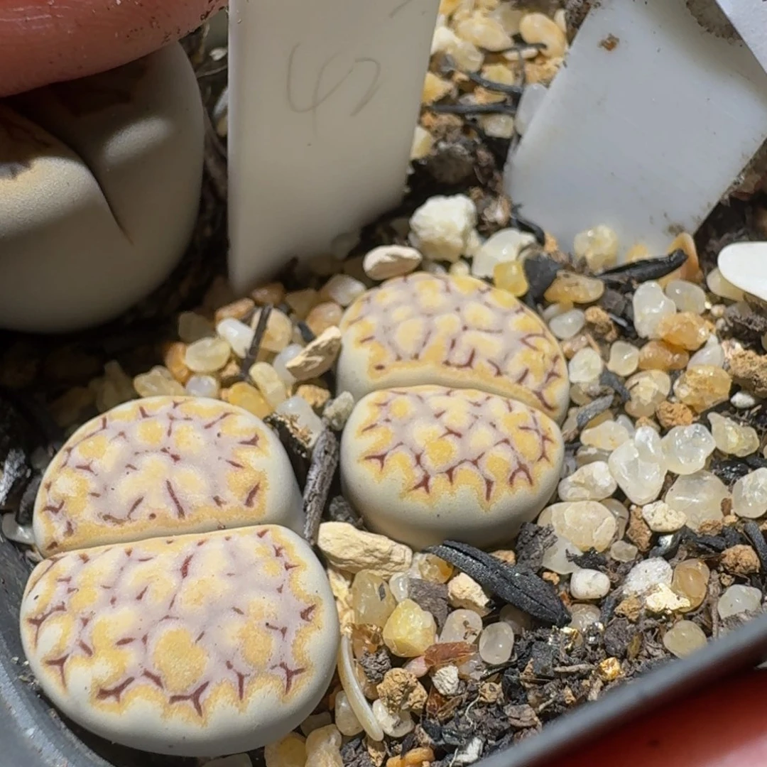 Ssss精品生石花1187