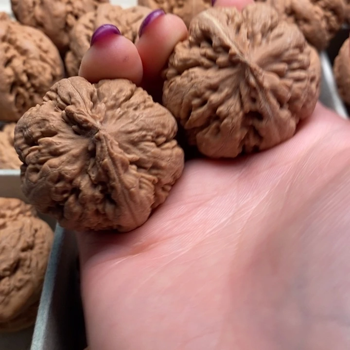 当***安霸王龙全品无修一刀没动