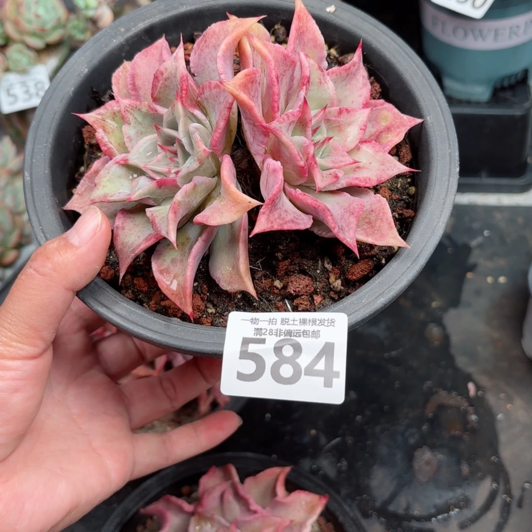 怡***心红饺子皮无盆土发货