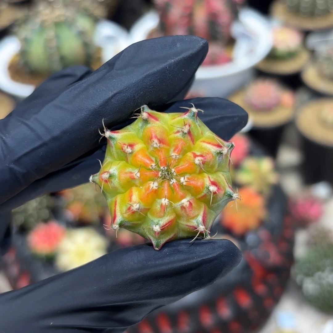 3.6cm红v海神轮回实生