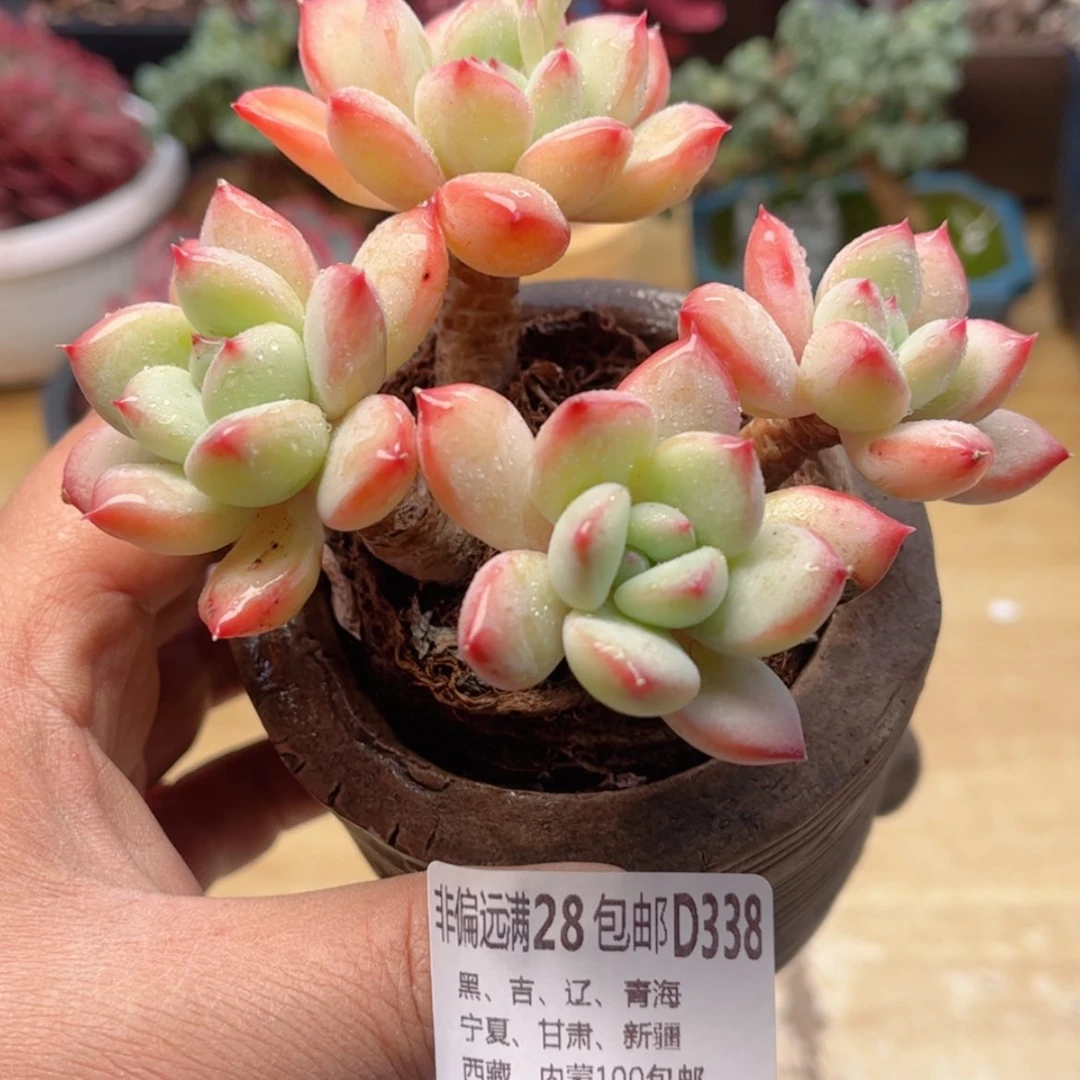 【闪购商品】338蜜糖美人