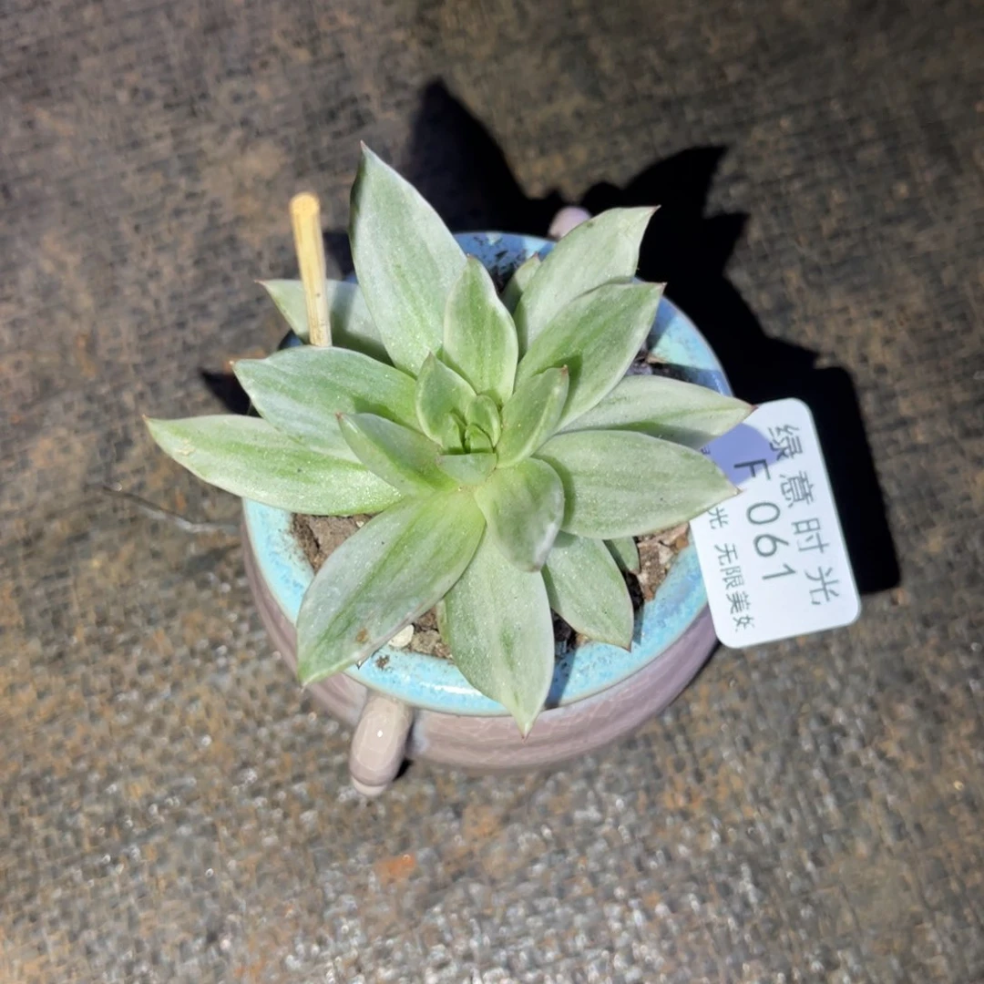 张**吖061 带陶瓷盆发货 满28包邮