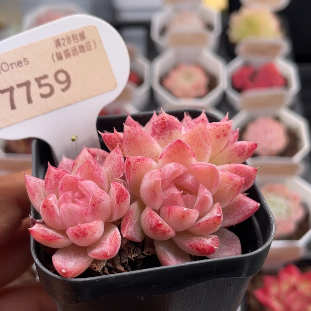 胭脂扣7759-5.5厘米