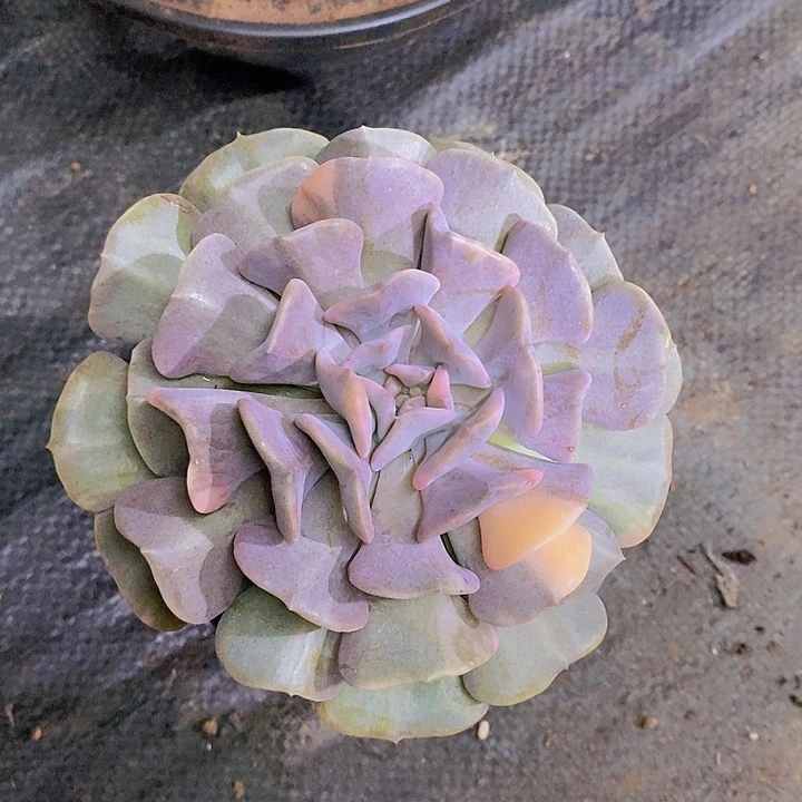 随***飞雪晶灵锦多肉植物
