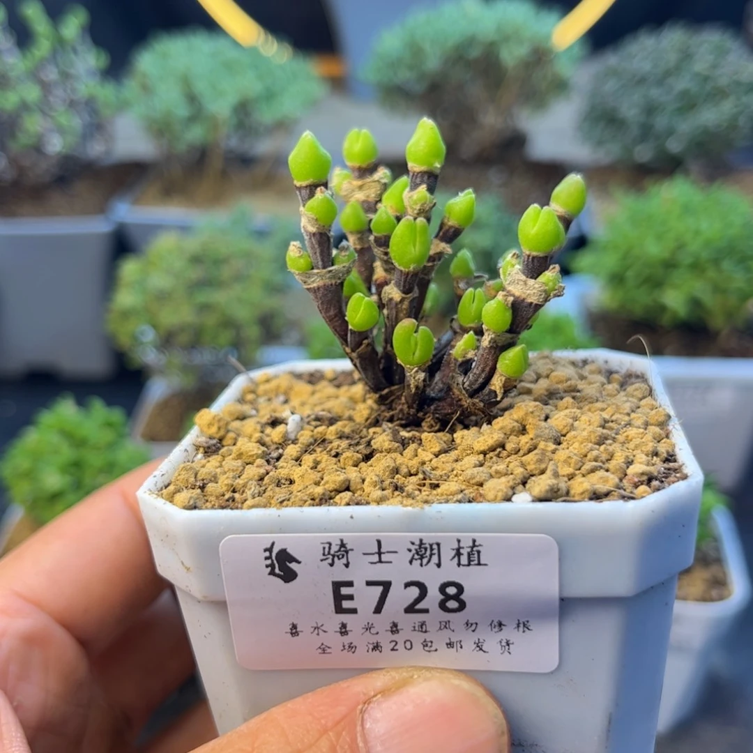 728短耳朵枝干兔子