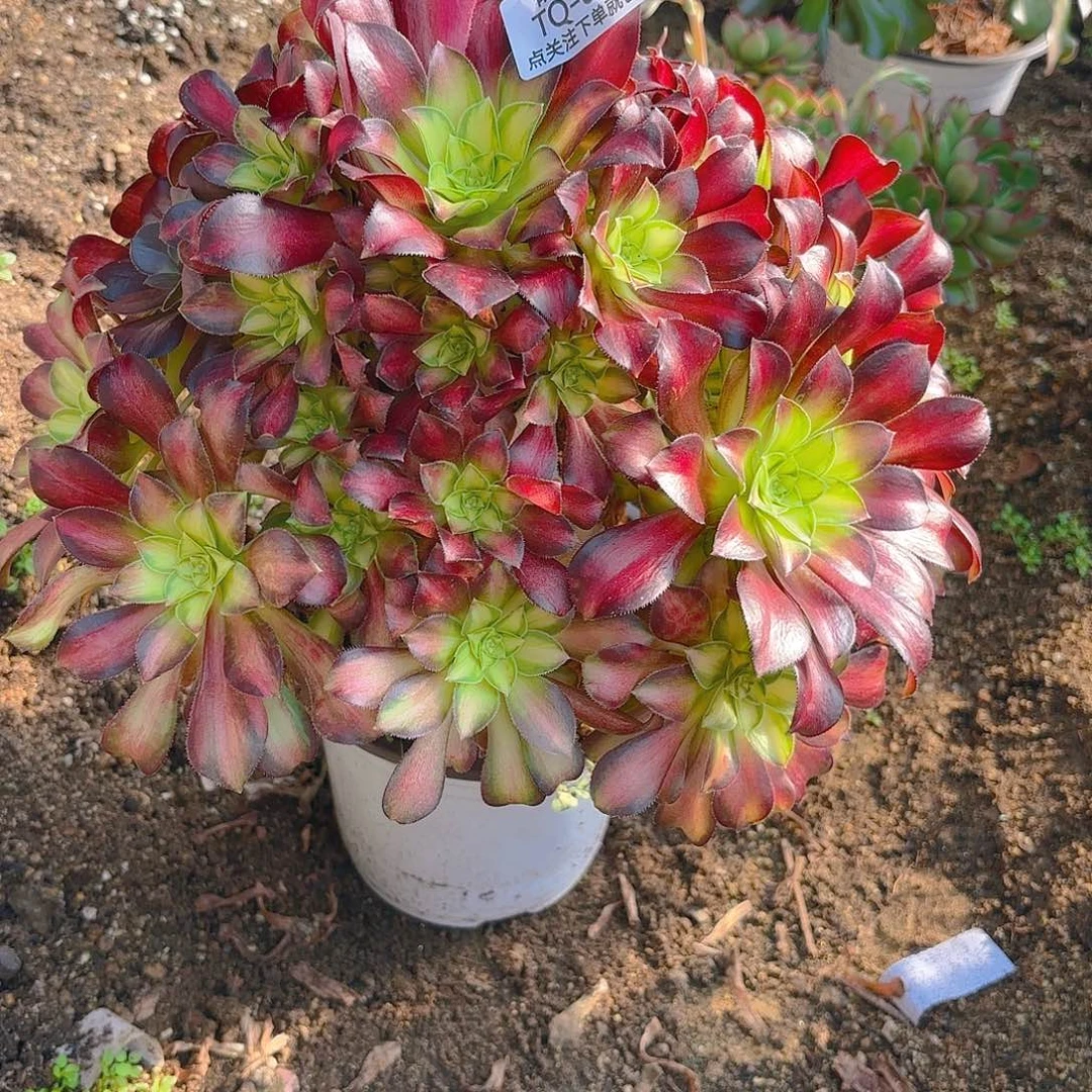 韶华多肉植物232