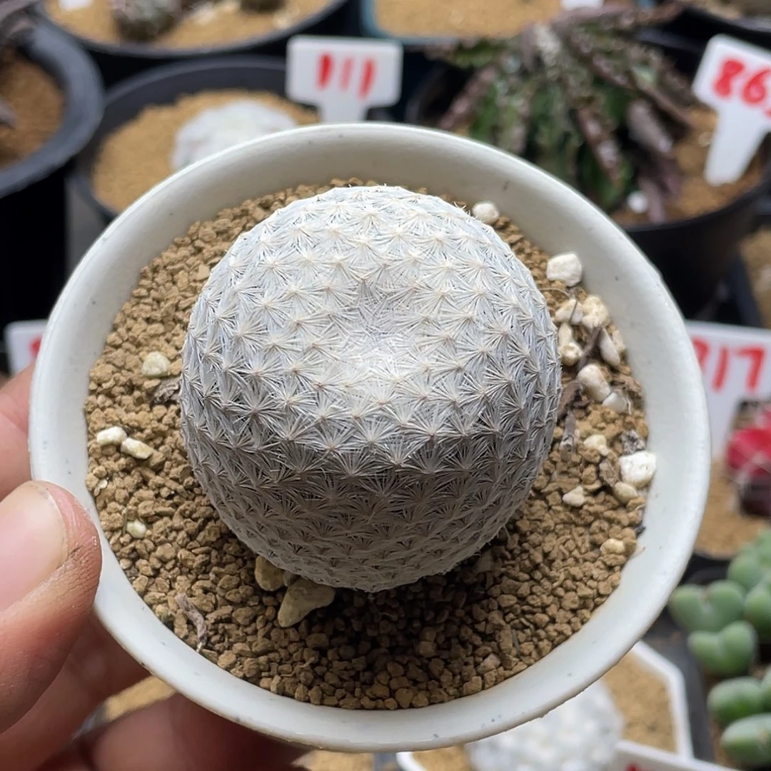 日系超白大玉白鸟仙人球