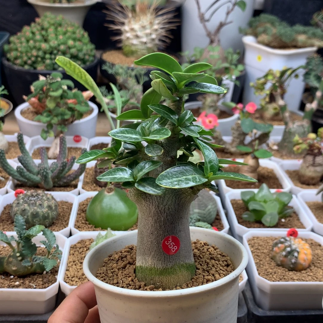 哥斯拉沙漠玫瑰带盆多肉358