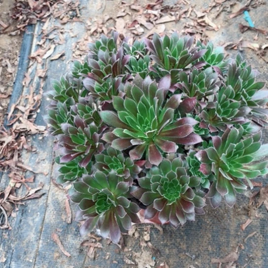 文***文火凤凰法师多肉植物48