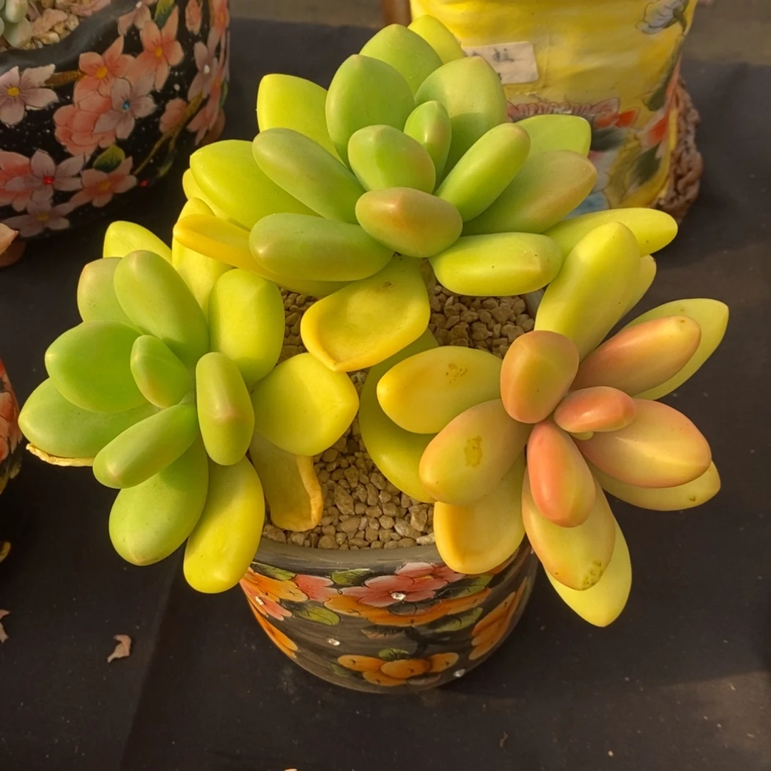 芒果奶 一物一拍。