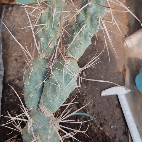 990处理仙人球仙人球