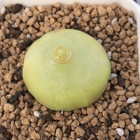 多肉肉锥 3.5Cm 大灯泡