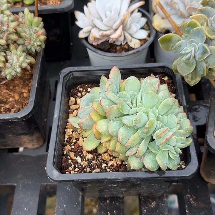 3***。青蛙王子儿童牙膏11