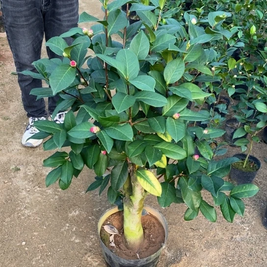 当前无花栽培后可以开花