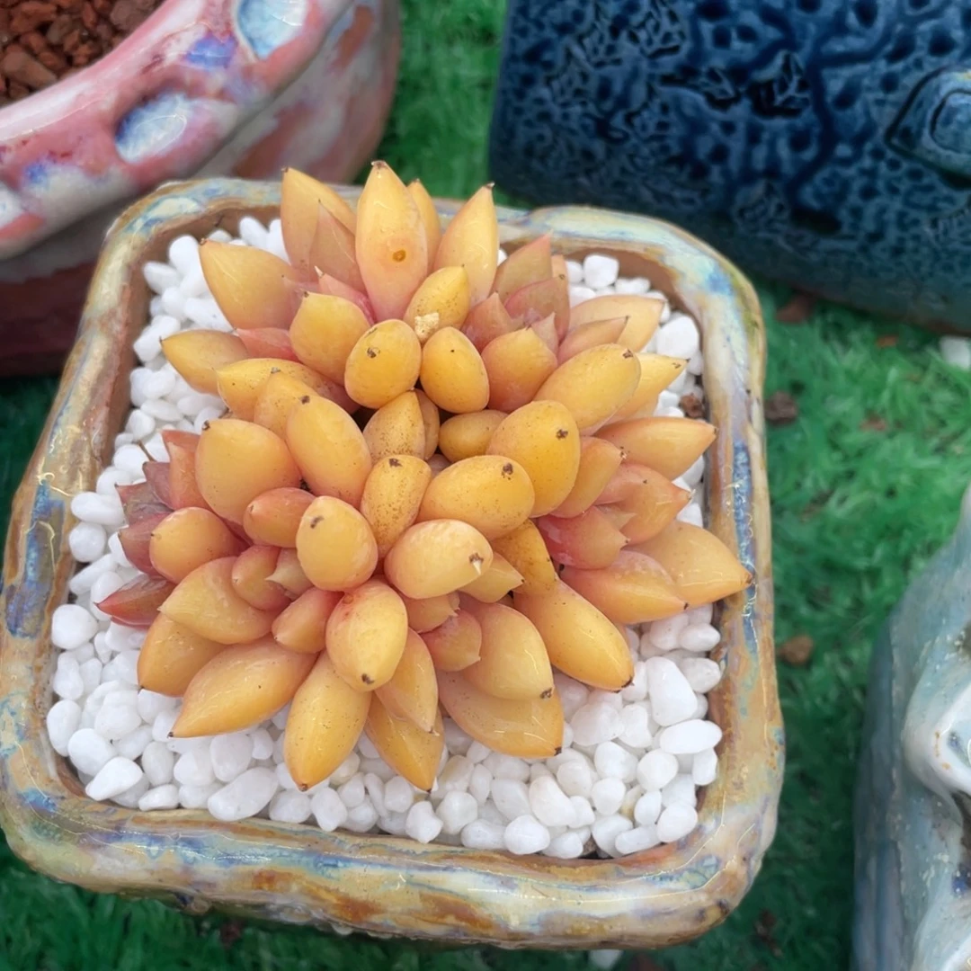 黄象牙多肉植物盆栽