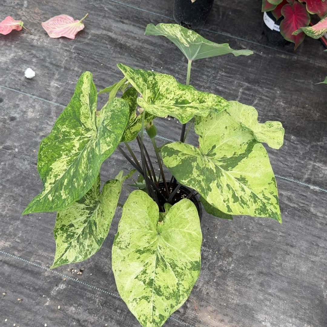 无花朵绿哇锦078彩