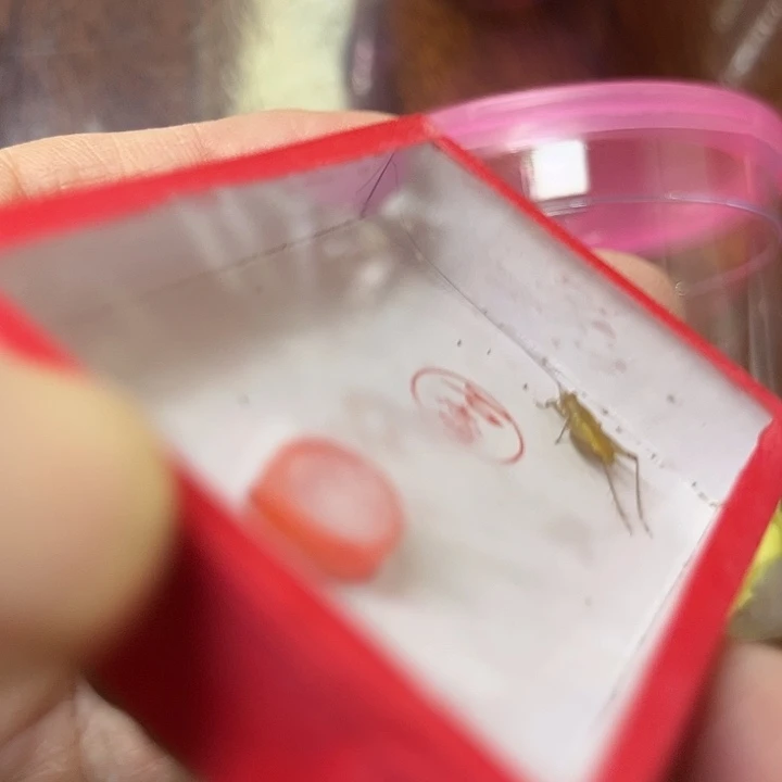 全品顶须石大黄1条