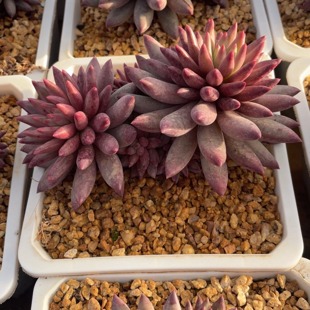 虞美人冠幅15 公分一物一拍