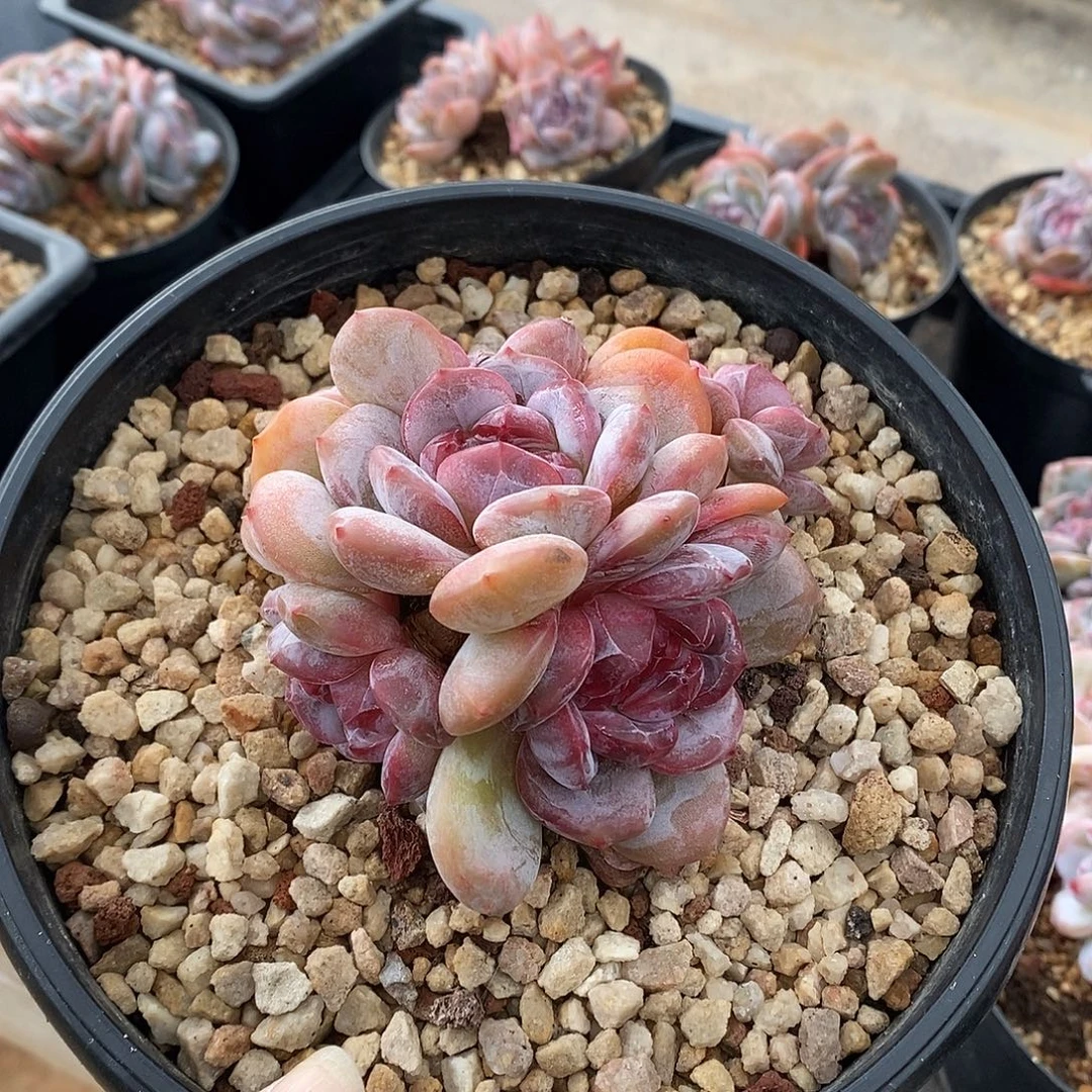 五头胖体超红心hh