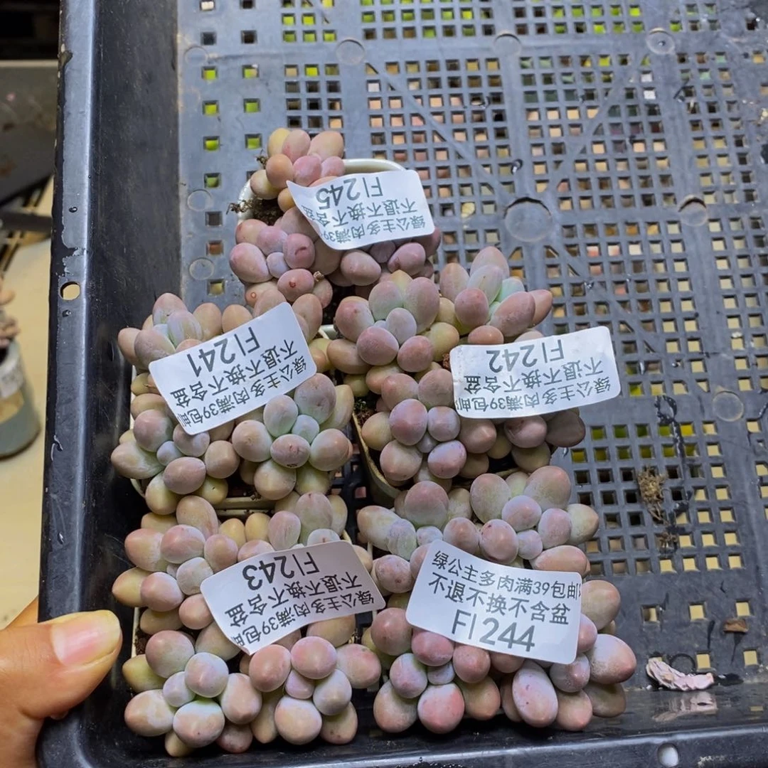 快***人241。242。243。244。245粉泡泡19颗