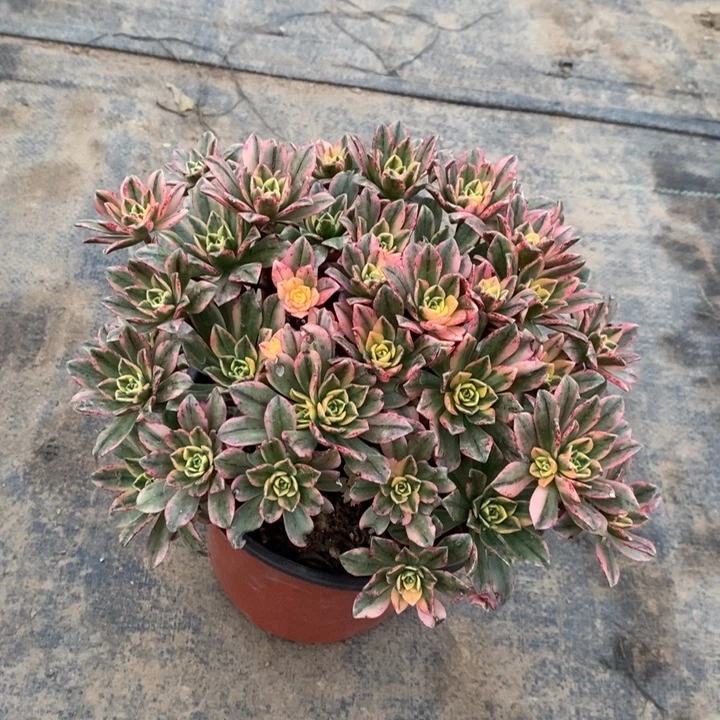 甜茶多肉植物10。