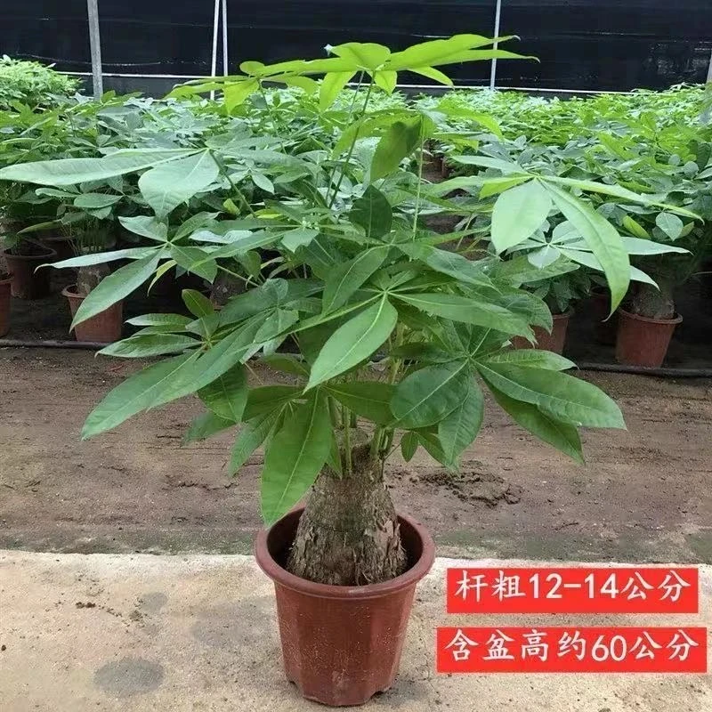 发财树大棵盆栽吸收异味客厅大盆栽发财树单杆净化空气
