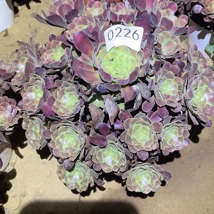 多肉植物法师226花呐