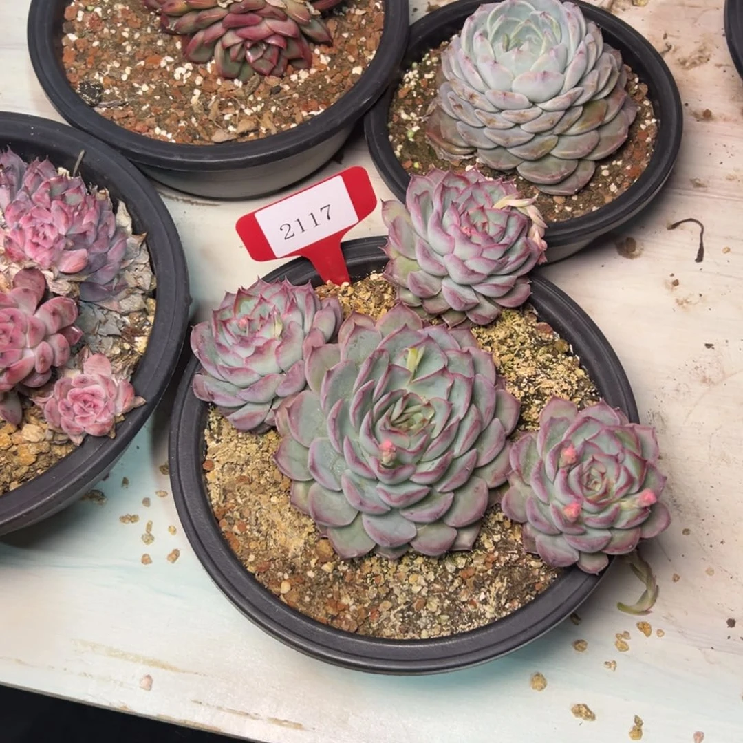 ?****?2117肉多哦多么多哦