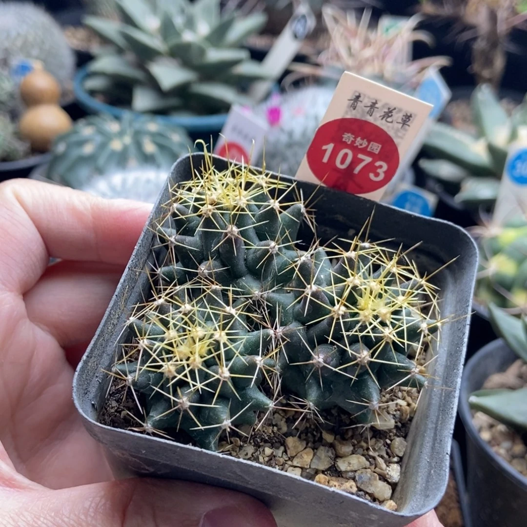 实生金勾刺群一颗仙人球