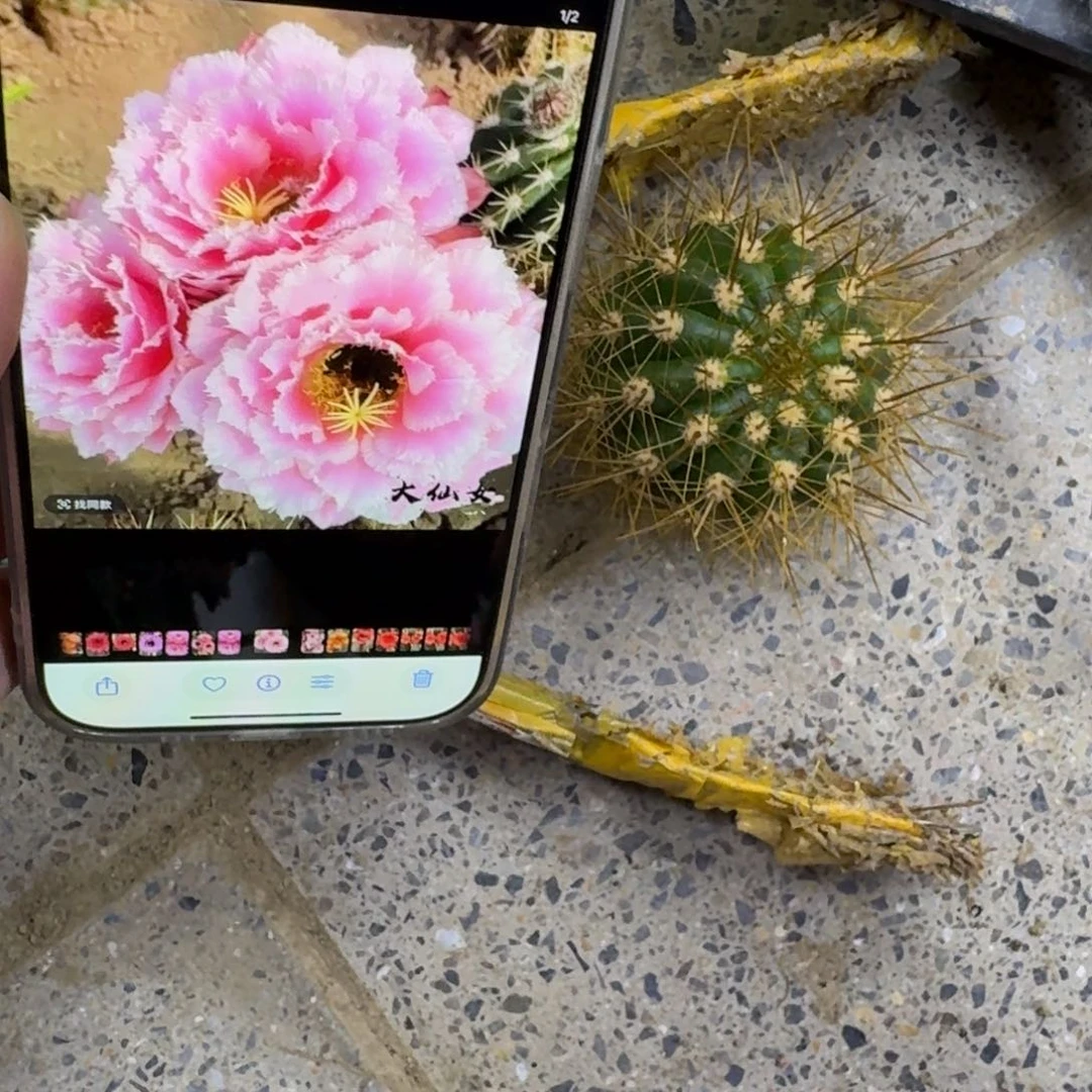 304毛大仙女歪无根侧牙4公分左右，20包邮