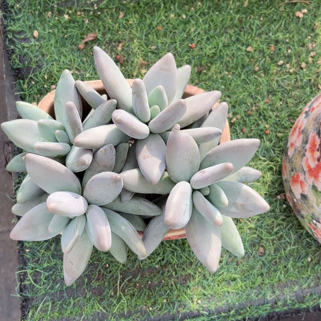 企鹅老桩一物一拍