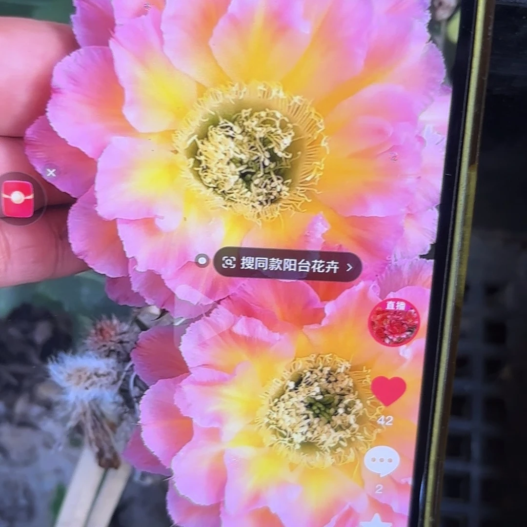 萤火虫彩侧牙20包邮仙人球7