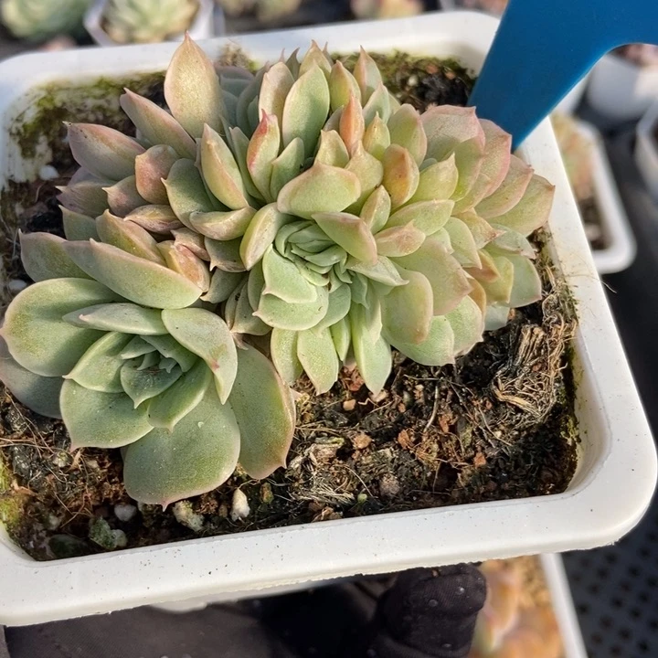 901昂缀多肉植物保护