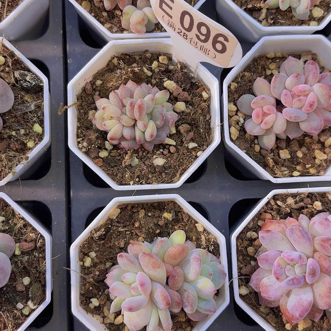 木***三E096橙子石化一物一拍