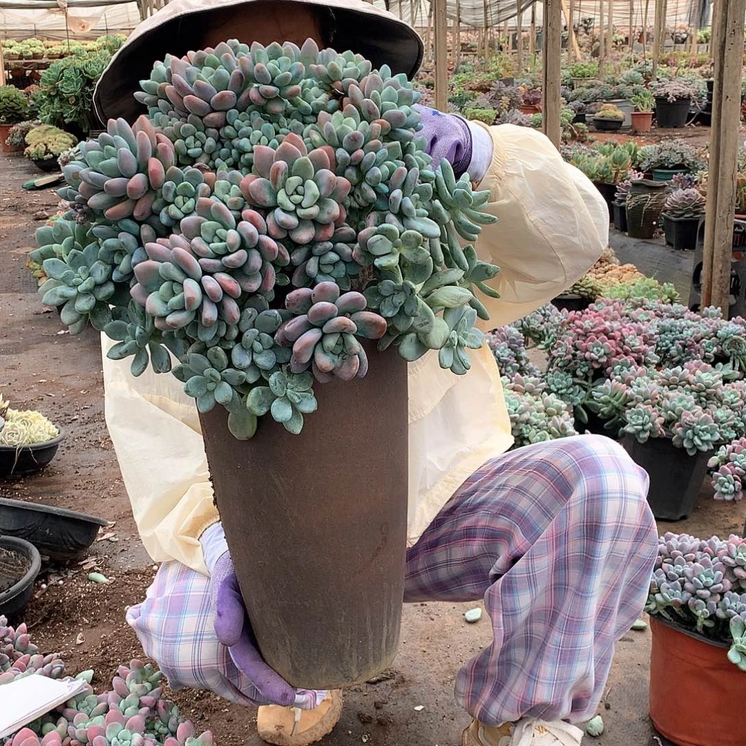 红洛神39多肉植物量拍