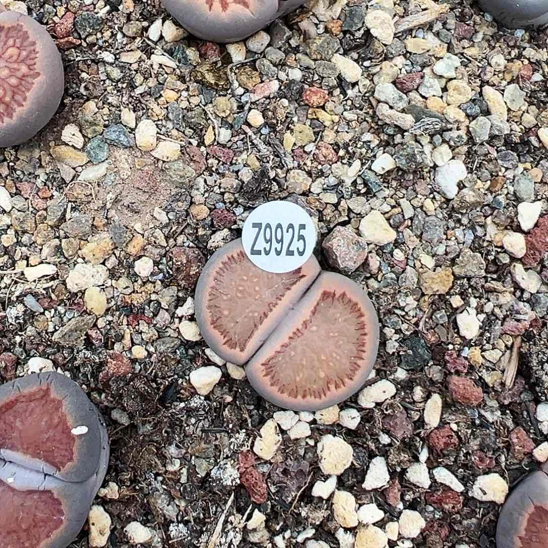 编号Z9925红窗菊！！！！！