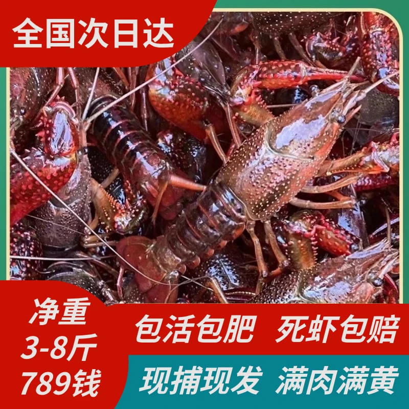 （现捕现发）鲜活小龙虾大青789钱带炮头 发空运 次日达