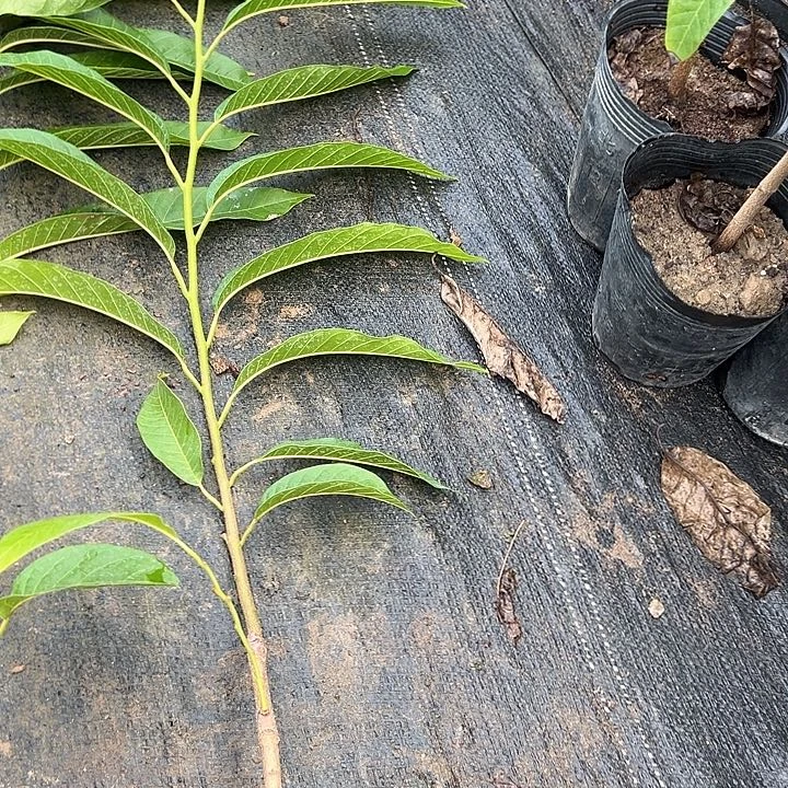 潮***哥天使3589976544467888