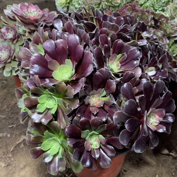 多肉植物法师欧若拉7