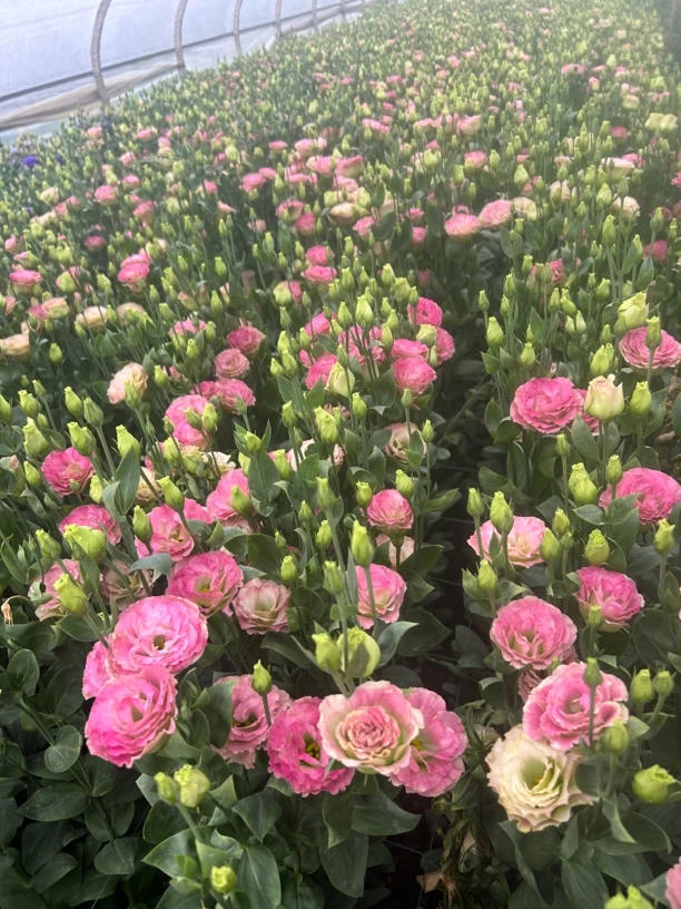 云岭洛神珠基地种植现采现发